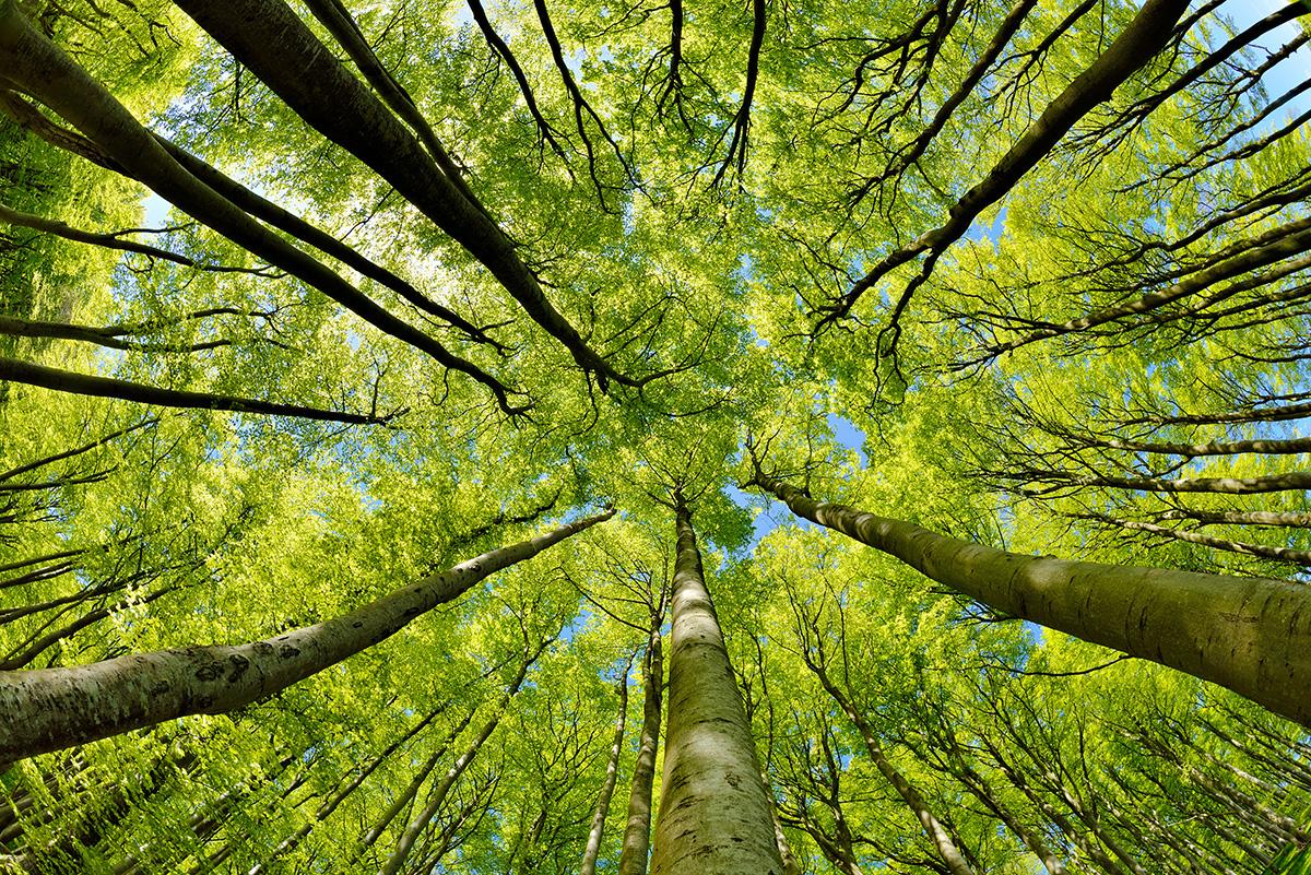 Iamge forêt green printreleaf greenclci